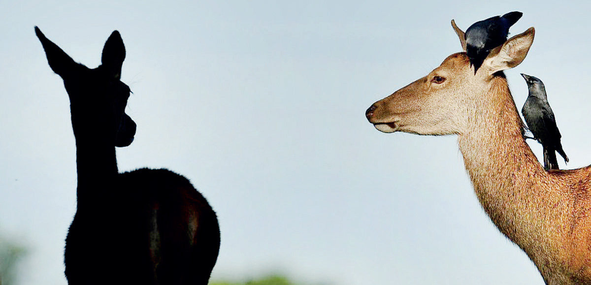 تجد الغزلان في فصل الخريف فرصة رائعة للانطلاق.