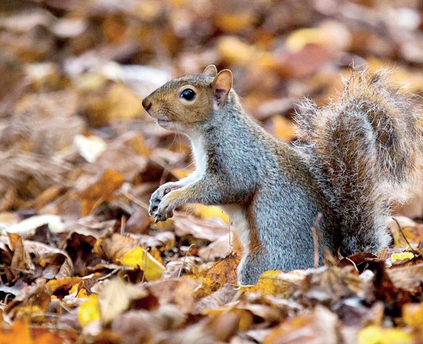 لا يقتصر الاستمتاع بهذا الفصل على البشر فقط بل يشاركهم كثير من المخلوقات.