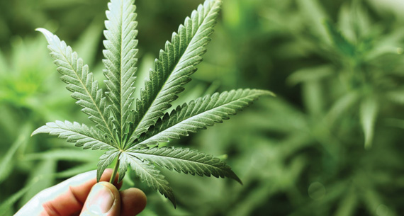 تنبت الماريجوانا في معظم دول العالم.