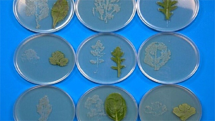 احذروا تناول الخضار المحفوظة في أكياس بلاستيكية