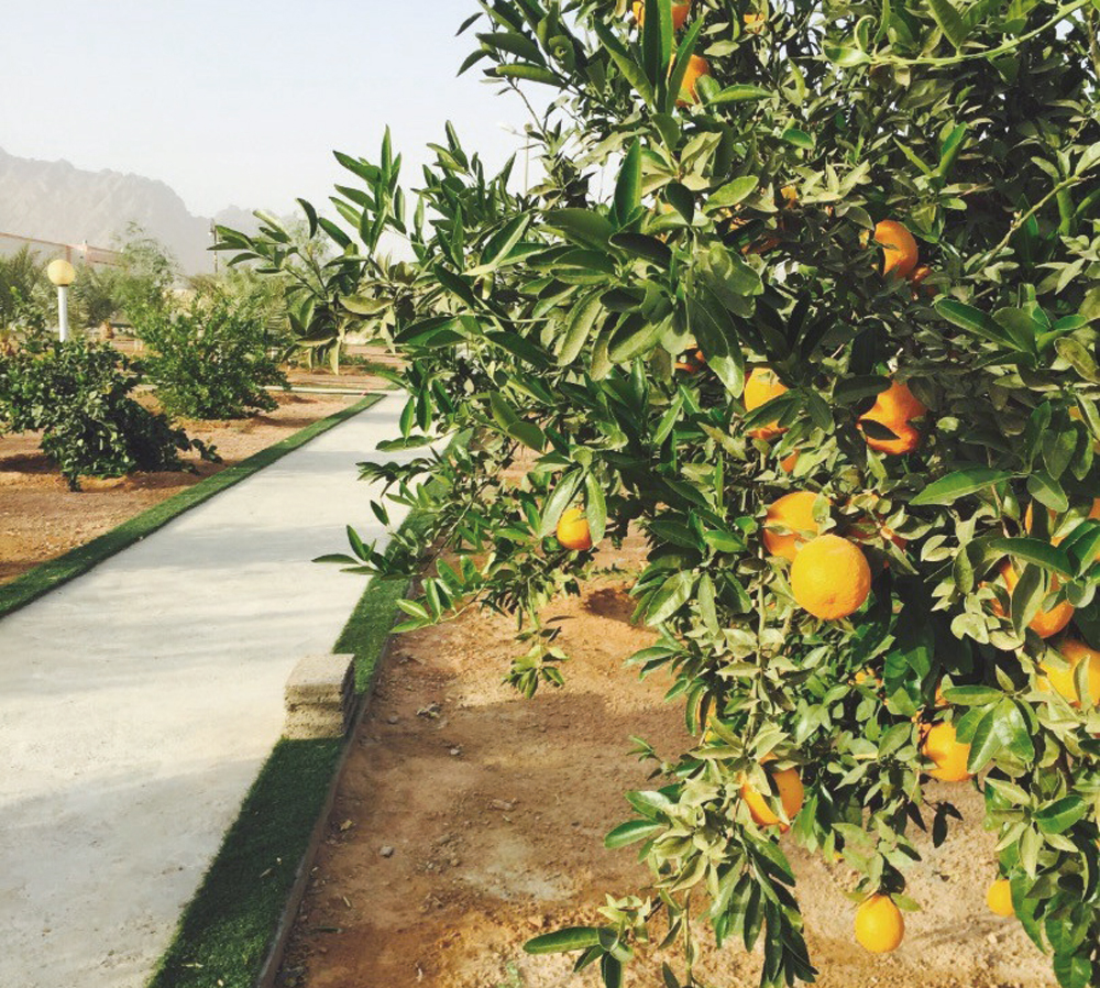 تقدر مساحة مزارع الحمضيات في حائل بنحو 1400 هكتار.				"الاقتصادية"