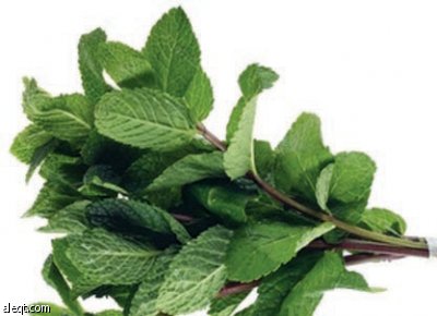 استنشاق زيت النعناع ينهي الصداع في 10 دقائق