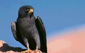 الصقر(ابن بطوطة) يقطع 6700 كيلو وسط متابعة بالأقمار الصناعية