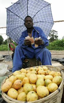 رجل يحسب الحصيلة من بيع المانجو في هراري عاصمة زيمبابوي.