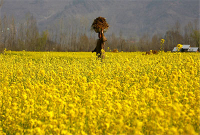 امرأة كشميرية تحمل روث البقر لتستعمله كسماد في حقلها في مدينة سريناجار الهندية.