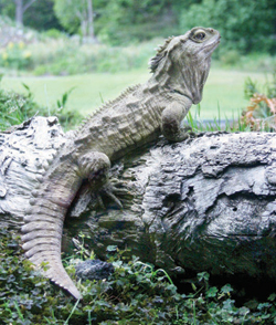 اكتشاف حيوان نادرعلى قيد الحياة ينتمي للديناصورات