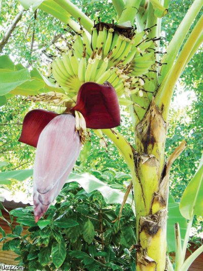 أمريكا اللاتينية .. هل تكون أحد الخيارات الخليجية للاستثمار الزراعي؟