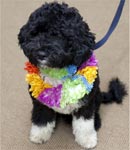 دمية جديدة على شكل كلب عائلة أوباما