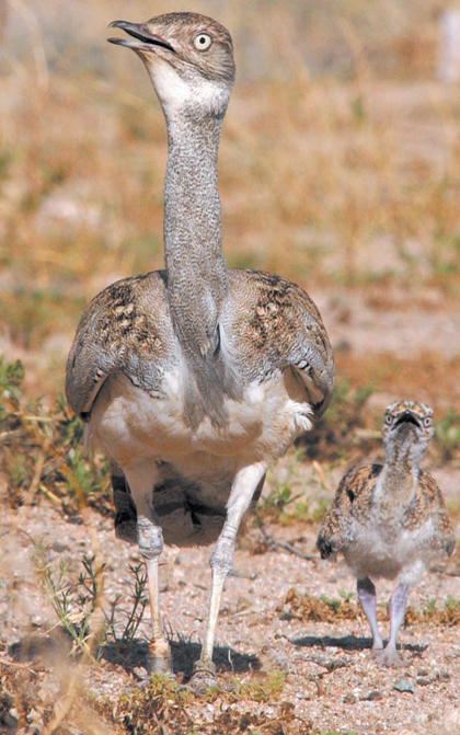 الحياة الفطرية تنجح في توالد طيور الحبارى المعاد توطينه