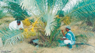 السماح لصندوق الاستثمارات بالبحث عن شريك استراتيجي في "الاستثمار الزراعي"
