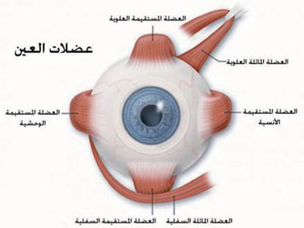كسل العين الوظيفي من الحالات الشائعة ويفضل علاجها خلال فترة الطفولة المبكرة