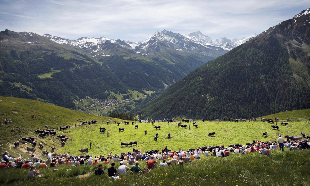 قرويون يتابعون مصارعة البقار في جبال الألب السويسرية.