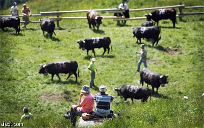 قرويون يتابعون مصارعة البقار في جبال الألب السويسرية.