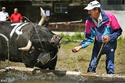 قرويون يتابعون مصارعة البقار في جبال الألب السويسرية.