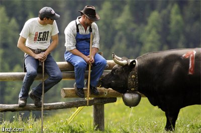 قرويون يتابعون مصارعة البقار في جبال الألب السويسرية.