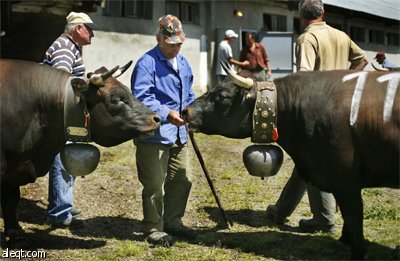 قرويون يتابعون مصارعة البقار في جبال الألب السويسرية.