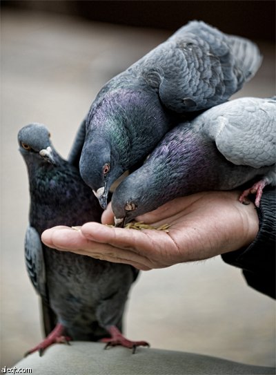 تربية الحمام هواية الآباء والأجداد تنمي روح المنافسة الشريفة