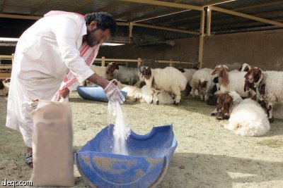 خطر تسمين المواشي بـ «الكيماويات» يهدّد صحة مستهلكيها