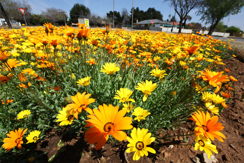 زهور تنمو وتتفتح في طقس مشمس خلال "يوم الربيع" في العاصمة الجنوب أفريقية جوهانسبرغ.