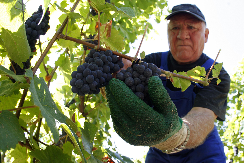 عامل يحصد ما يستطيع الوصول إليه من محصول  العنب في مدينة لوسيان ألبريشت شرق فرنسا.