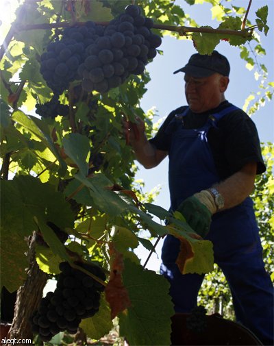 عامل يحصد ما يستطيع الوصول إليه من محصول  العنب في مدينة لوسيان ألبريشت شرق فرنسا.