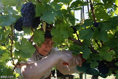 عامل يحصد ما يستطيع الوصول إليه من محصول  العنب في مدينة لوسيان ألبريشت شرق فرنسا.