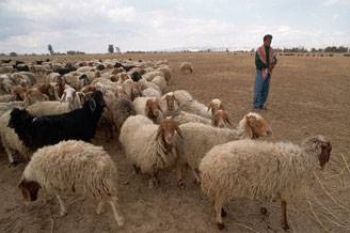 الأردن يفتح باب تصدير "الغنم" للأسواق السعودية..والشحنة الأولى تصل غدا