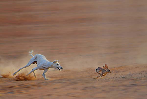 جبر العمران يحقق الجائزة السعودية الوحيدة في مهرجان التصوير العربي بالأردن