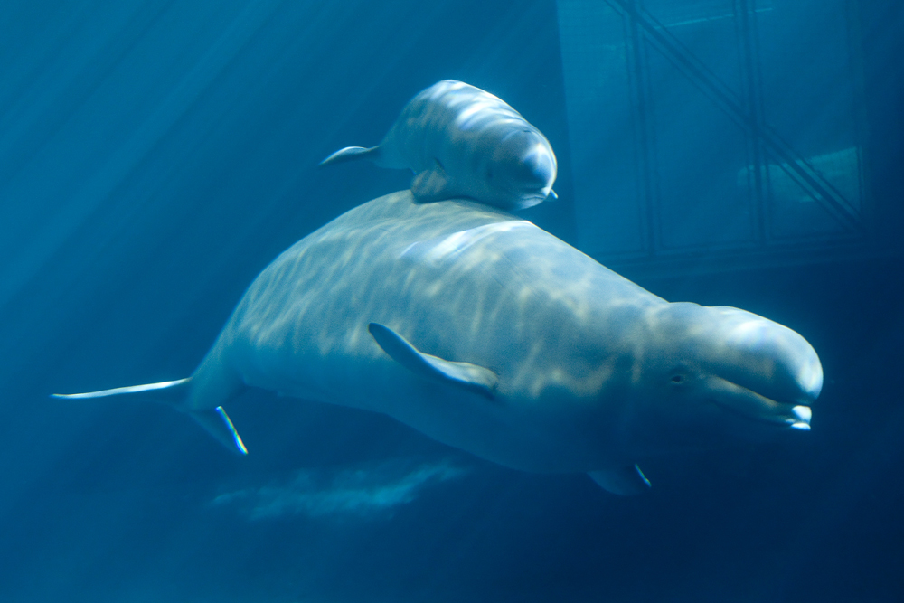 صورة ملتقطة من حوض شيد في شيكاغو تظهر فيها حوت أبيض مولود حديثا يسبح إلى جانب والدته.