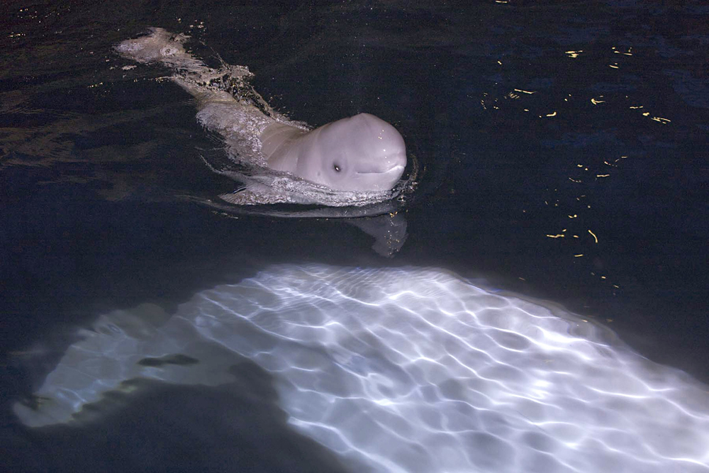 صورة ملتقطة من حوض شيد في شيكاغو تظهر فيها حوت أبيض مولود حديثا يسبح إلى جانب والدته.