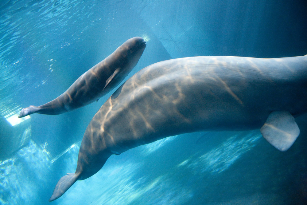 صورة ملتقطة من حوض شيد في شيكاغو تظهر فيها حوت أبيض مولود حديثا يسبح إلى جانب والدته.