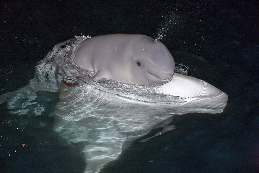 صورة ملتقطة من حوض شيد في شيكاغو تظهر فيها حوت أبيض مولود حديثا يسبح إلى جانب والدته.