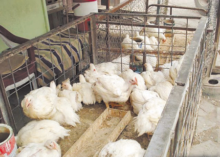 4 وزارات تؤكد خلو الدجاج المباع في الأسواق من الهرمونات ومتبقيات الأدوية