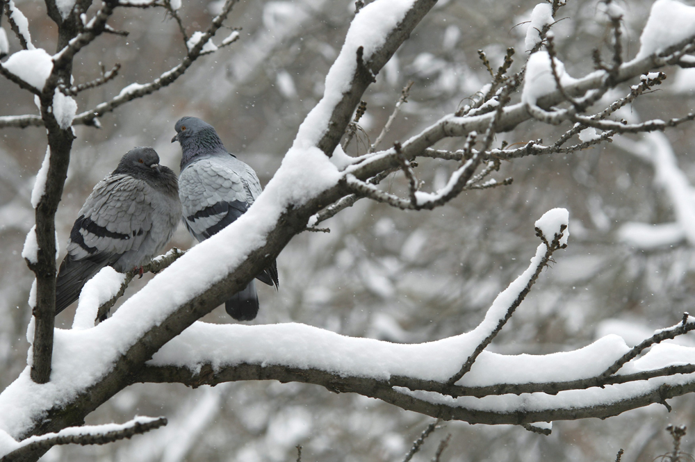 الثلوج مازالت متساقطة وبالأخص على قمة جبل فيلدبيرغ بالقرب من فرانكفورت.