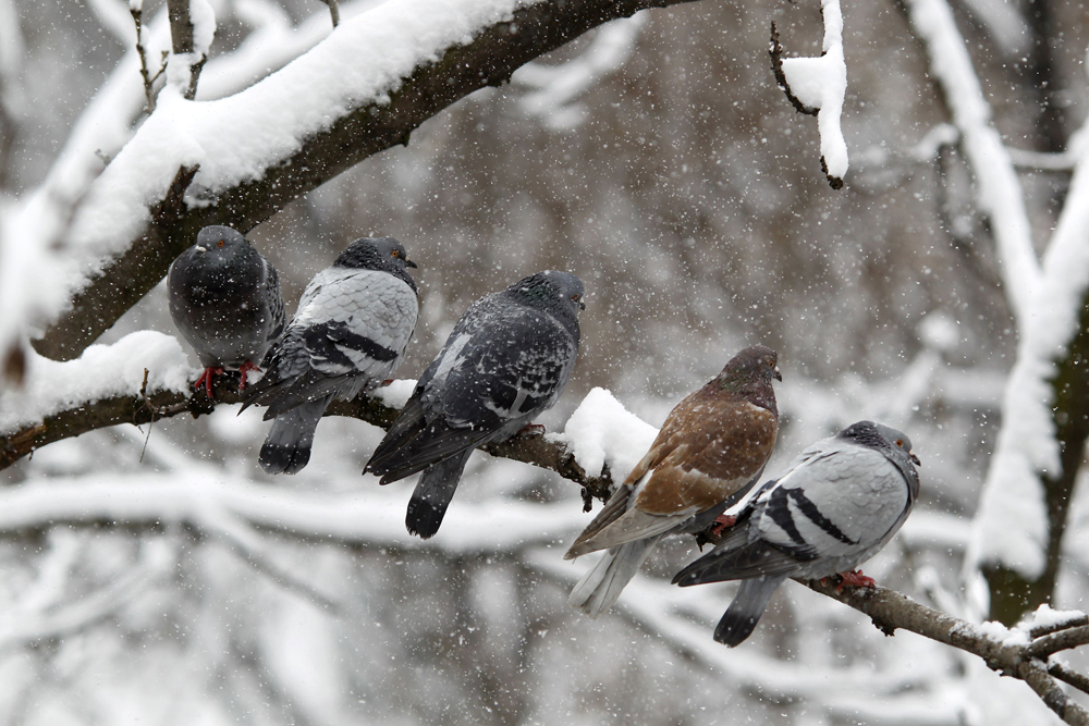 الثلوج مازالت متساقطة وبالأخص على قمة جبل فيلدبيرغ بالقرب من فرانكفورت.