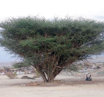 «الأبحاث الزراعية» يؤكد ملاءمة شجر السنط لبيئة المملكة