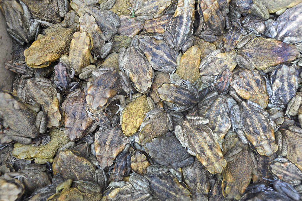 العلجوم أو ضفدع الطين وهو حيوان برمائي غير مصنف من رتبة عديم الذيل يظهر في مدينة كيرنس الاسترالية.