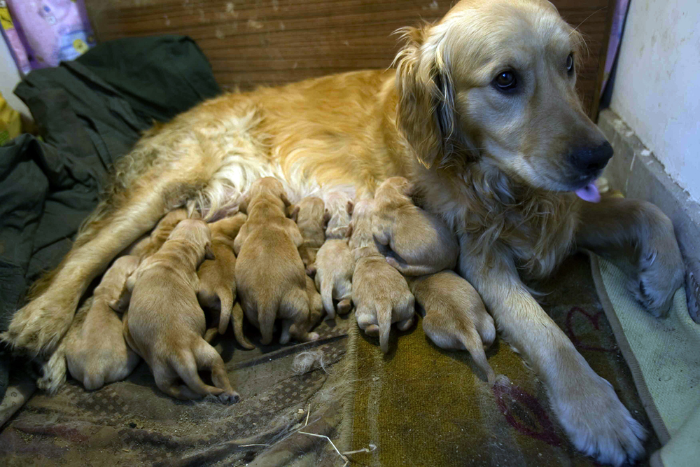 كلبة ترضع 12 جروا في بكين.