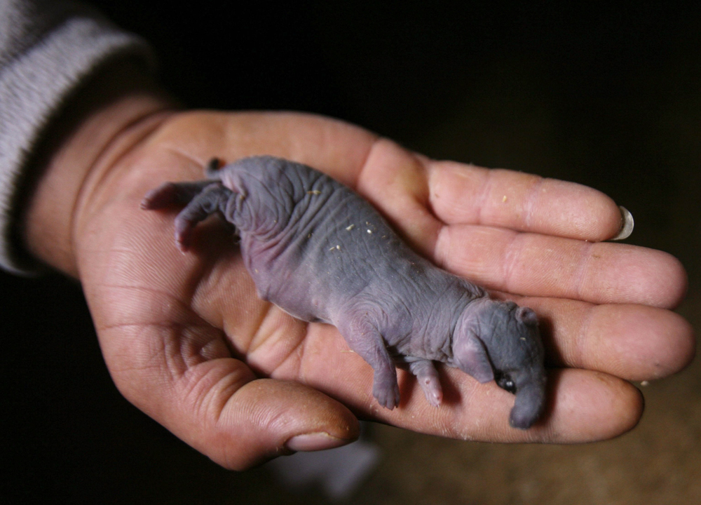 Сколько весит детеныш. Новорождённый слонёнок весит. Недоношенный Слоненок. Размер новорожденного слоненка. Вес новорожденного слоненка.