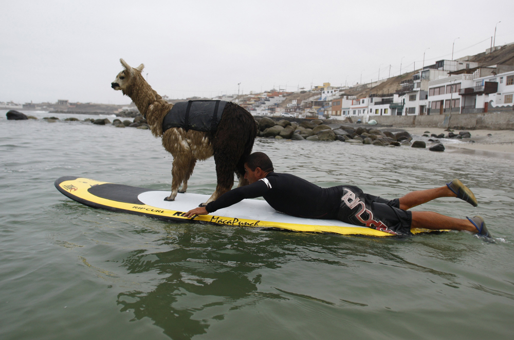 حيوان الألبكة  (أصغر أنواع اللامة) يركب أمواج شاطئ سان بارتولو في مدينة ليما مع صديقه.