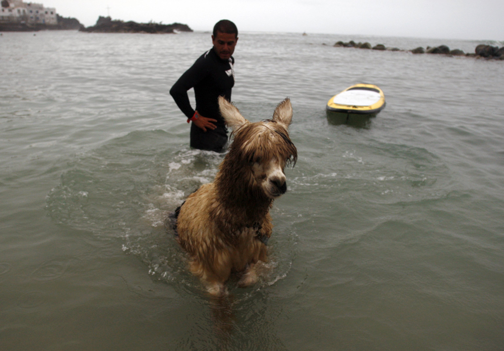حيوان الألبكة  (أصغر أنواع اللامة) يركب أمواج شاطئ سان بارتولو في مدينة ليما مع صديقه.