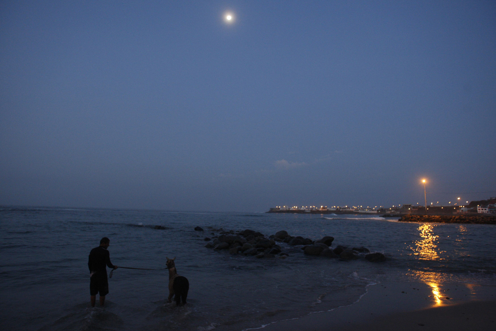 حيوان الألبكة  (أصغر أنواع اللامة) يركب أمواج شاطئ سان بارتولو في مدينة ليما مع صديقه.