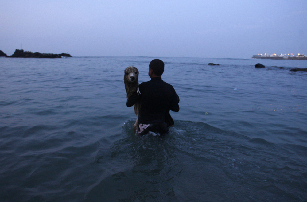 حيوان الألبكة  (أصغر أنواع اللامة) يركب أمواج شاطئ سان بارتولو في مدينة ليما مع صديقه.