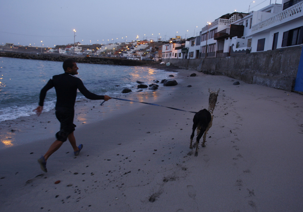حيوان الألبكة  (أصغر أنواع اللامة) يركب أمواج شاطئ سان بارتولو في مدينة ليما مع صديقه.