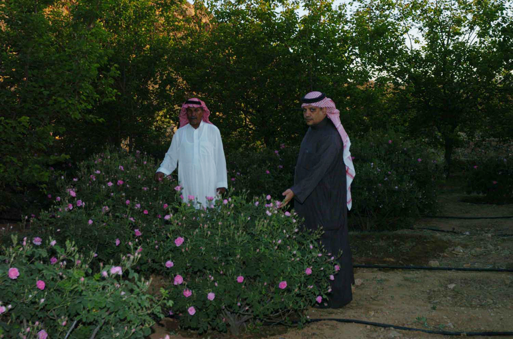 بدء موسم جني الورد الطائفي من 2000 مزرعة للورد