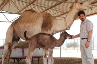 ابن صوغان.. ثاني جمل مستنسخ في العالم