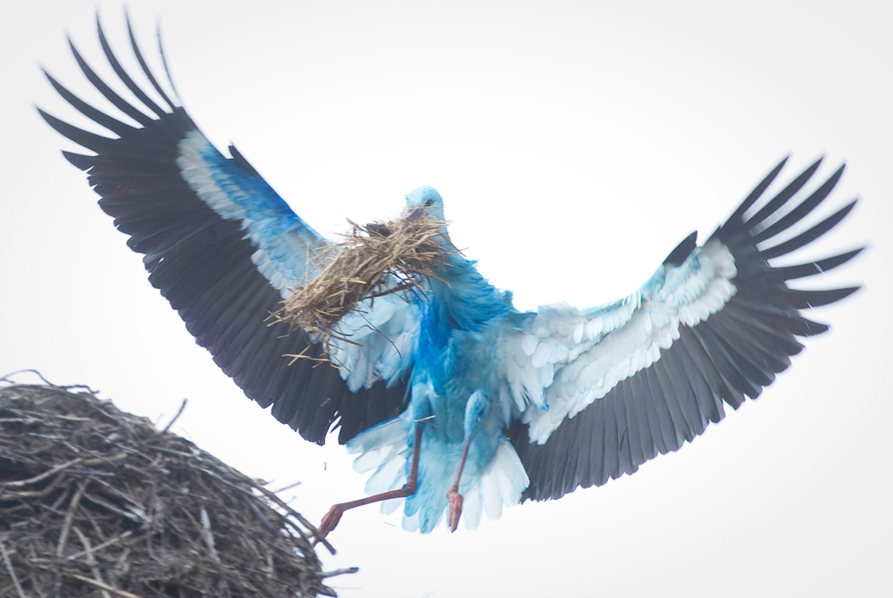 صورة لطائر اللقلق المغطى باللون الأزرق يبني عشه في مدينة بايجن الألمانية.