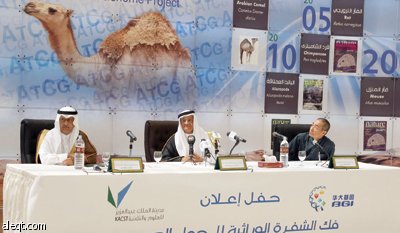 الإنسان يشبه الجمل العربي في 57 % من جيناته.. وأبحاث لاستغلال بروتيناته