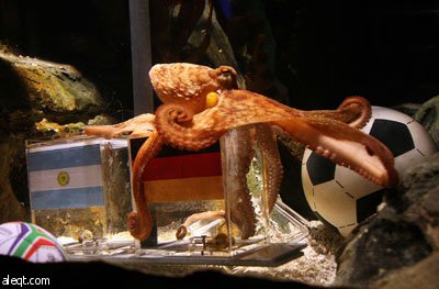 الأخطبوط بول يعود مرة أخرى ويتوقع فوز ألمانيا على الأرجنتين