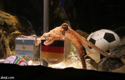 الأخطبوط بول يعود مرة أخرى ويتوقع فوز ألمانيا على الأرجنتين